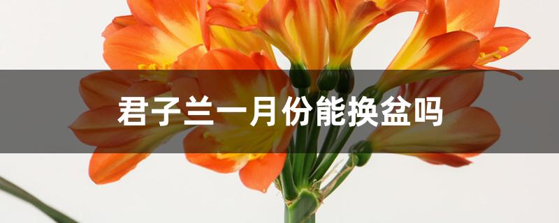 君子兰一月份能换盆吗 君子兰一月份能换盆吗