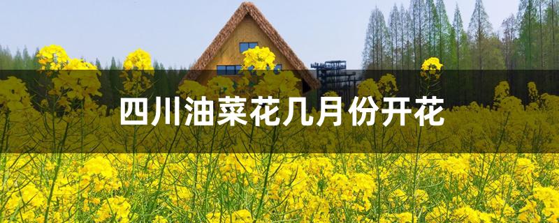 四川油菜花几月份开花 四川油菜花几月份开花