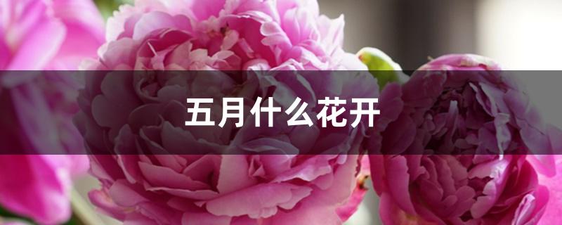五月什么花开 五月什么花开