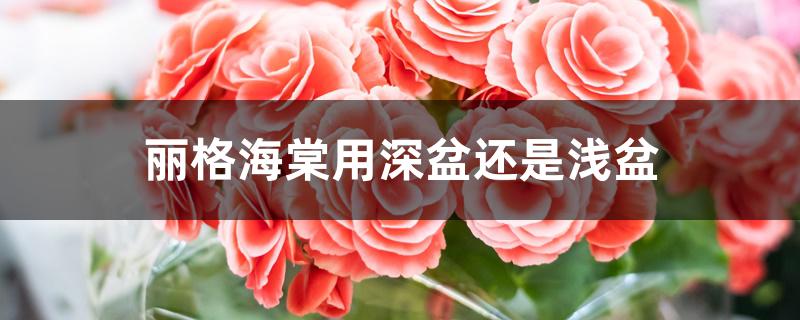 丽格海棠用深盆还是浅盆 丽格海棠用深盆还是浅盆