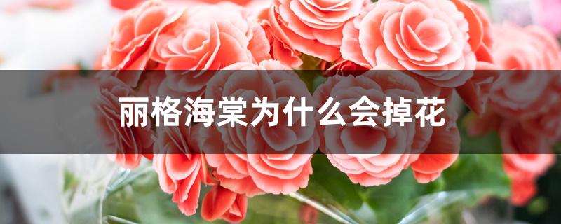 丽格海棠为什么会掉花 丽格海棠为什么会掉花