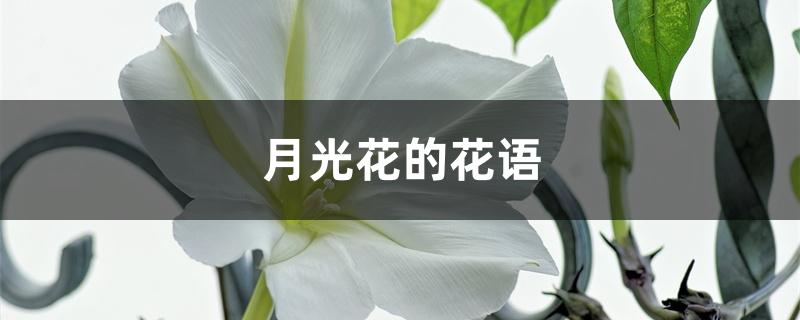 月光花的花语 月光花的花语