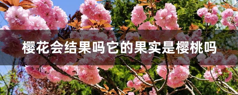 樱花会结果吗它的果实是樱桃吗