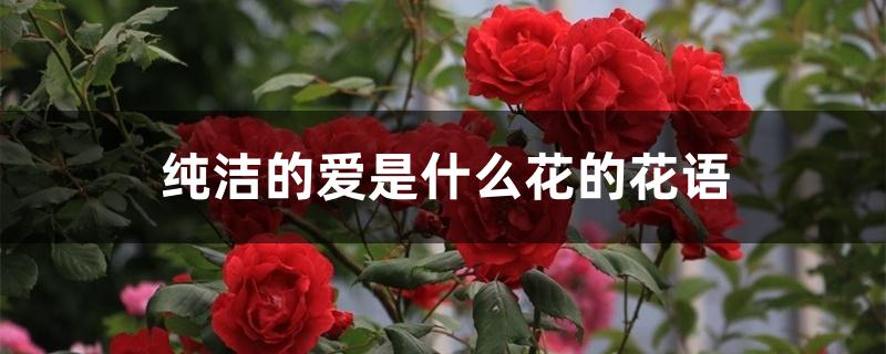 纯洁的爱是什么花的花语 纯洁的爱是什么花的花语