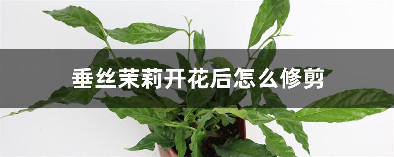 垂丝茉莉开花后怎么修剪 垂丝茉莉开花后怎么修剪