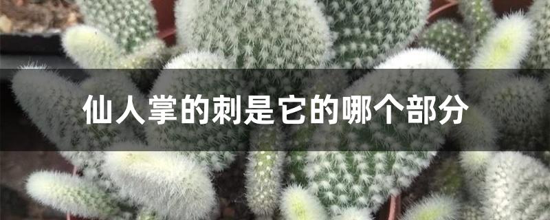 仙人掌的刺是它的哪个部分 仙人掌的刺是它的哪个部分