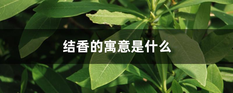结香的寓意是什么 结香的寓意是什么