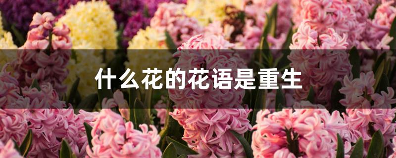 什么花的花语是重生 什么花的花语是重生