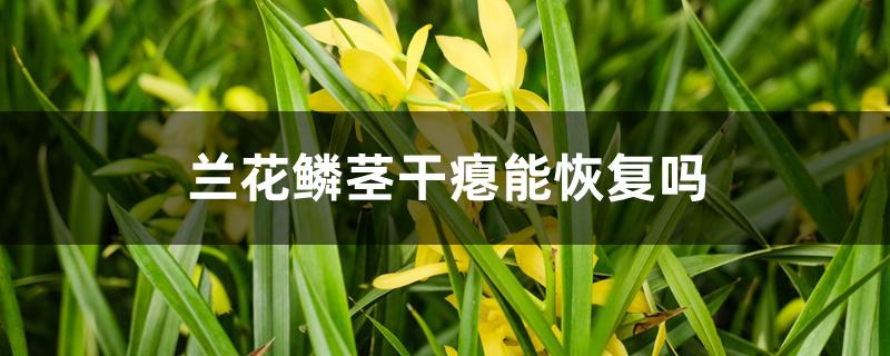 兰花鳞茎干瘪能恢复吗 兰花鳞茎干瘪能恢复吗
