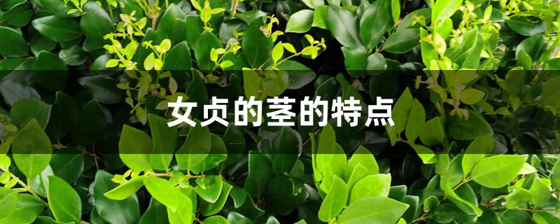 女贞的茎的特点