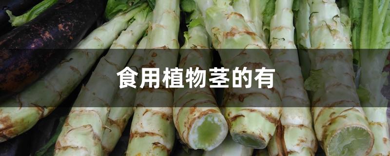 食用植物茎的有 食用植物茎的有