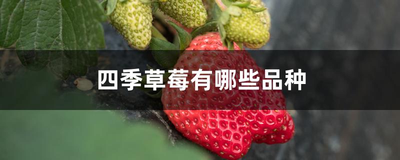 四季草莓有哪些品种 四季草莓有哪些品种