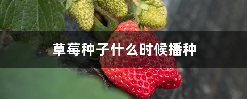 草莓种子什么时候播种 草莓种子什么时候播种