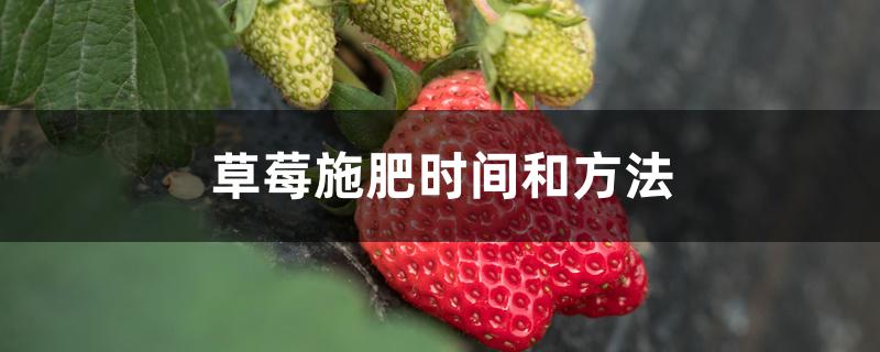 草莓施肥时间和方法 草莓施肥时间和方法