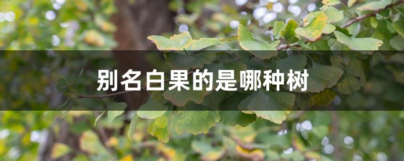 别名白果的是哪种树 别名白果的是哪种树