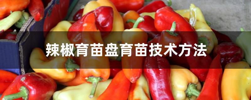 辣椒育苗盘育苗技术方法 辣椒育苗盘育苗技术方法