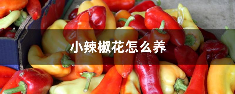 小辣椒花怎么养 小辣椒花怎么养