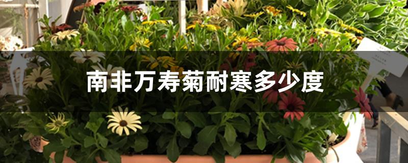 南非万寿菊耐寒多少度 南非万寿菊耐寒多少度