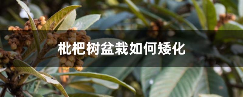 枇杷树盆栽如何矮化 枇杷树盆栽如何矮化