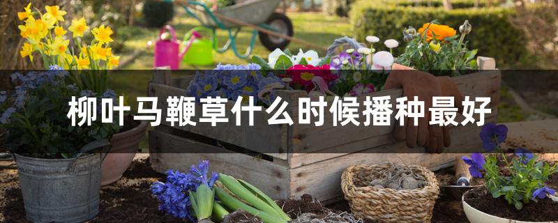 柳叶马鞭草什么时候播种最好 柳叶马鞭草什么时候播种最好