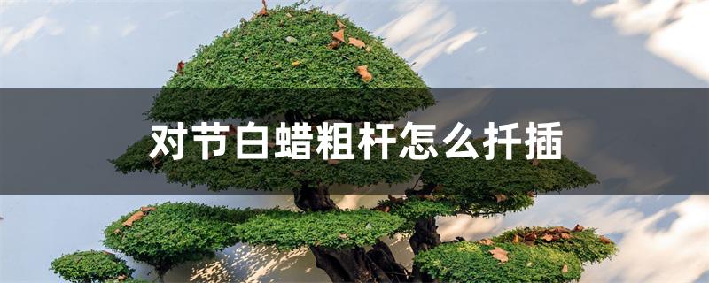 对节白蜡粗杆怎么扦插 对节白蜡粗杆怎么扦插