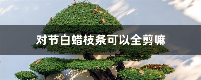 对节白蜡枝条可以全剪嘛 对节白蜡枝条可以全剪嘛