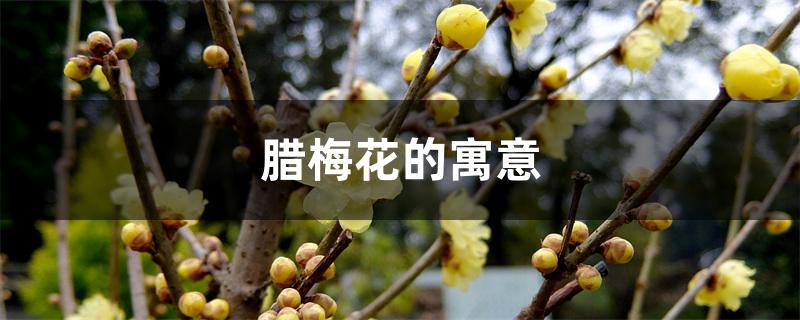 腊梅花的寓意 腊梅花的寓意