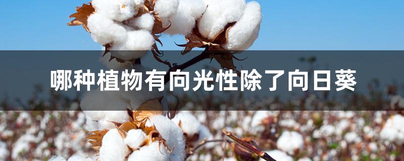 哪种植物有向光性除了向日葵 哪种植物有向光性除了向日葵
