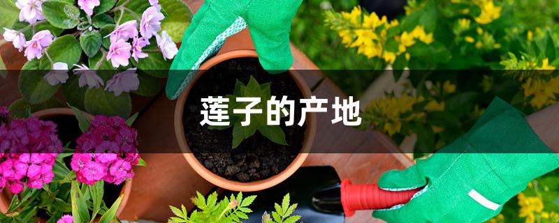 莲子的产地 莲子的产地