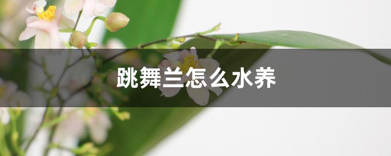 跳舞兰怎么水养 跳舞兰怎么水养