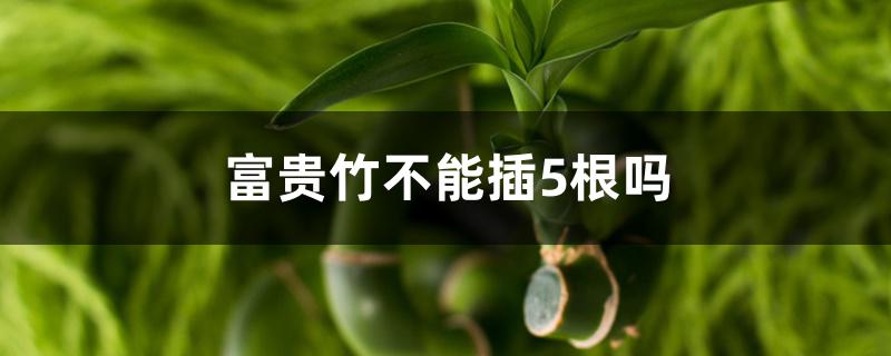 富贵竹不能插5根吗 富贵竹不能插5根吗
