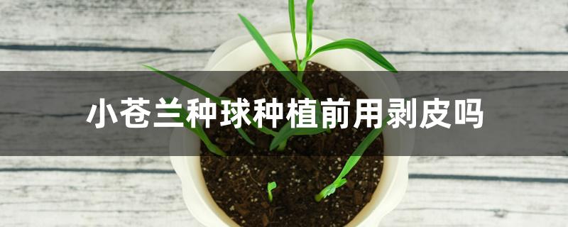 小苍兰种球种植前用剥皮吗 小苍兰种球种植前用剥皮吗