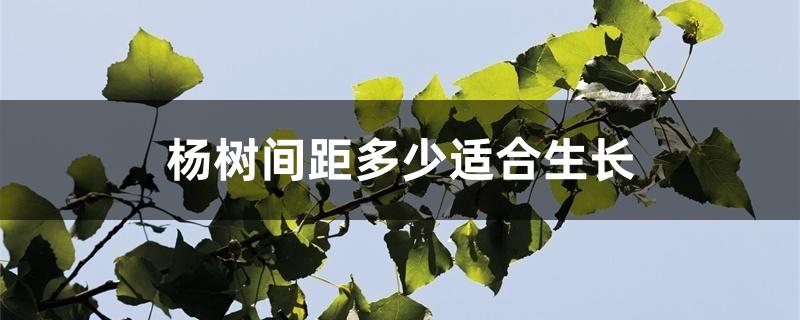 杨树间距多少适合生长 杨树间距多少适合生长