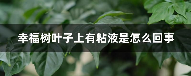 幸福树叶子上有粘液是怎么回事 幸福树叶子上有粘液是怎么回事
