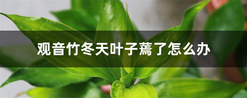观音竹冬天叶子蔫了怎么办 观音竹冬天叶子蔫了怎么办