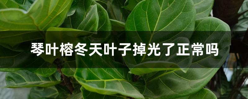 琴叶榕冬天叶子掉光了正常吗 琴叶榕冬天叶子掉光了正常吗