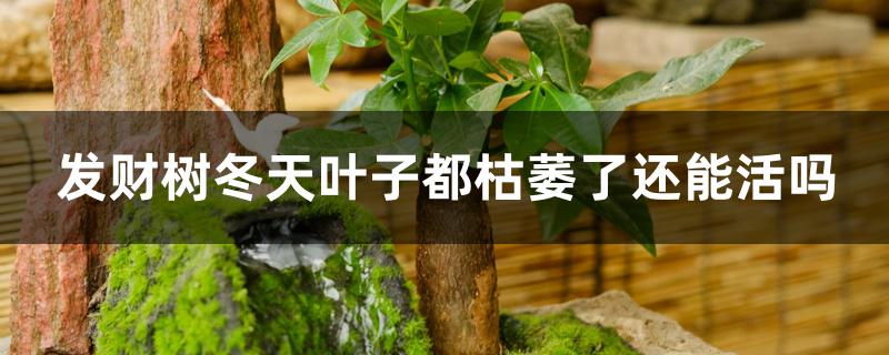 发财树冬天叶子都枯萎了还能活吗 发财树冬天叶子都枯萎了还能活吗
