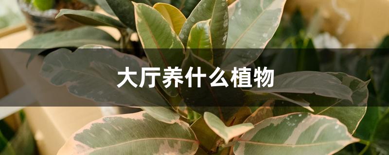 大厅养什么植物 大厅养什么植物