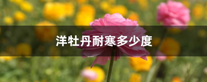 洋牡丹耐寒多少度 洋牡丹耐寒多少度