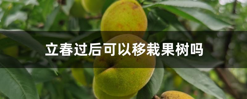 立春过后可以移栽果树吗 立春过后可以移栽果树吗