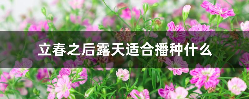 立春之后露天适合播种什么 立春之后露天适合播种什么