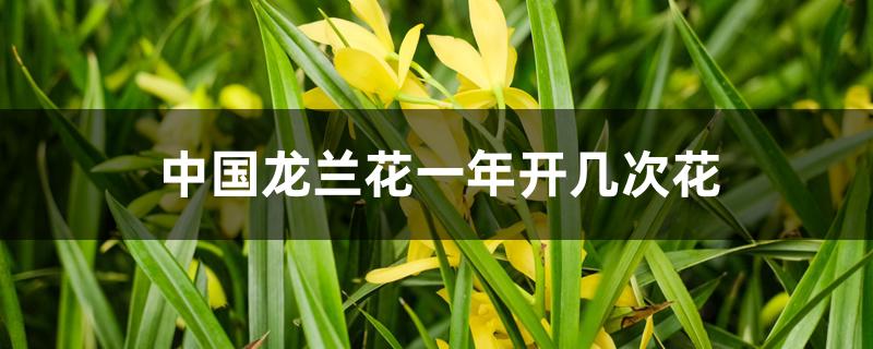 中国龙兰花一年开几次花 中国龙兰花一年开几次花