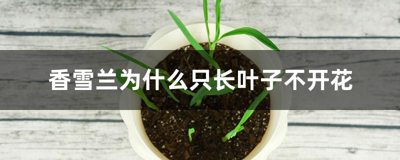 香雪兰为什么只长叶子不开花 香雪兰为什么只长叶子不开花