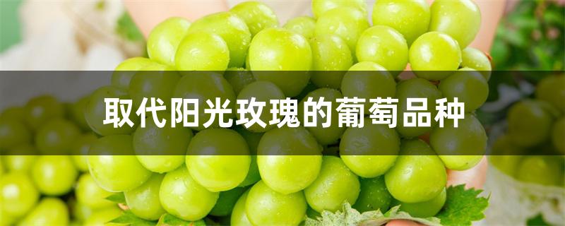 取代阳光玫瑰的葡萄品种 取代阳光玫瑰的葡萄品种