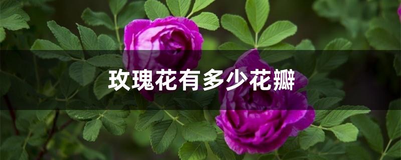 玫瑰花有多少花瓣 玫瑰花有多少花瓣