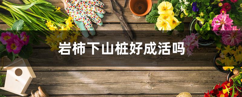 岩柿下山桩好成活吗 岩柿下山桩好成活吗