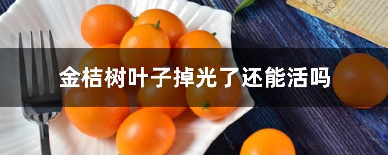 金桔树叶子掉光了还能活吗 金桔树叶子掉光了还能活吗