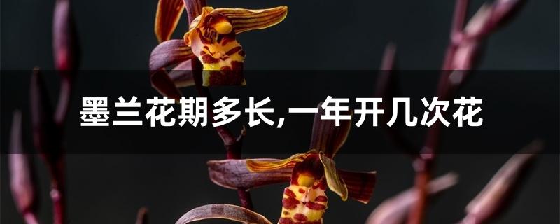 墨兰花期多长,一年开几次花 墨兰花期多长,一年开几次花