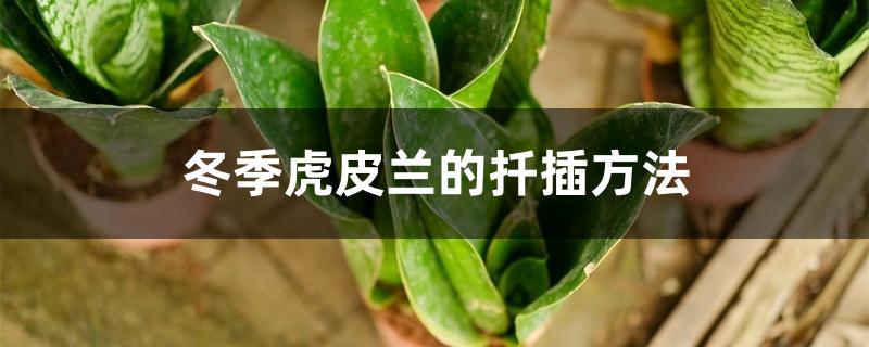 冬季虎皮兰的扦插方法 冬季虎皮兰的扦插方法