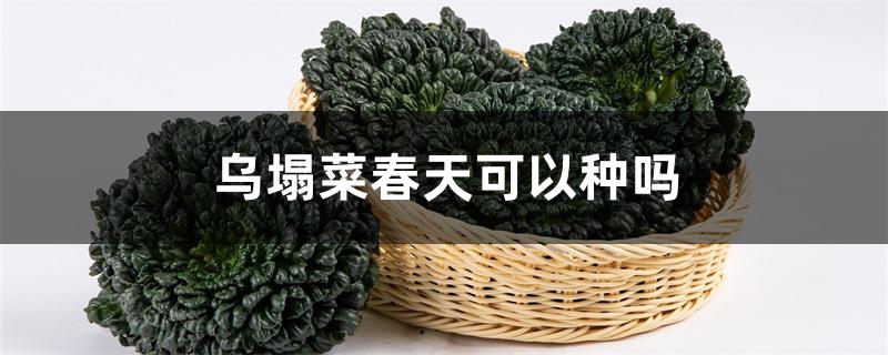 乌塌菜春天可以种吗 乌塌菜春天可以种吗